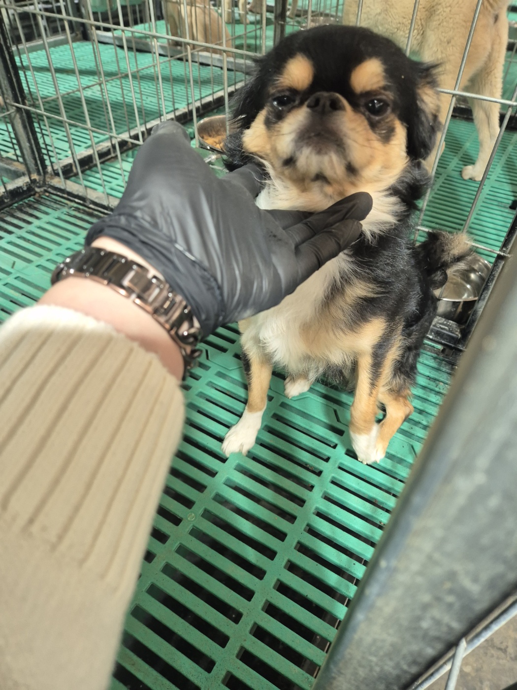 치와와 이미지 파일 입니다.